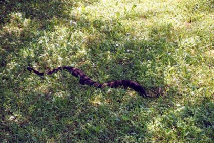 Rattlesnake in the grass